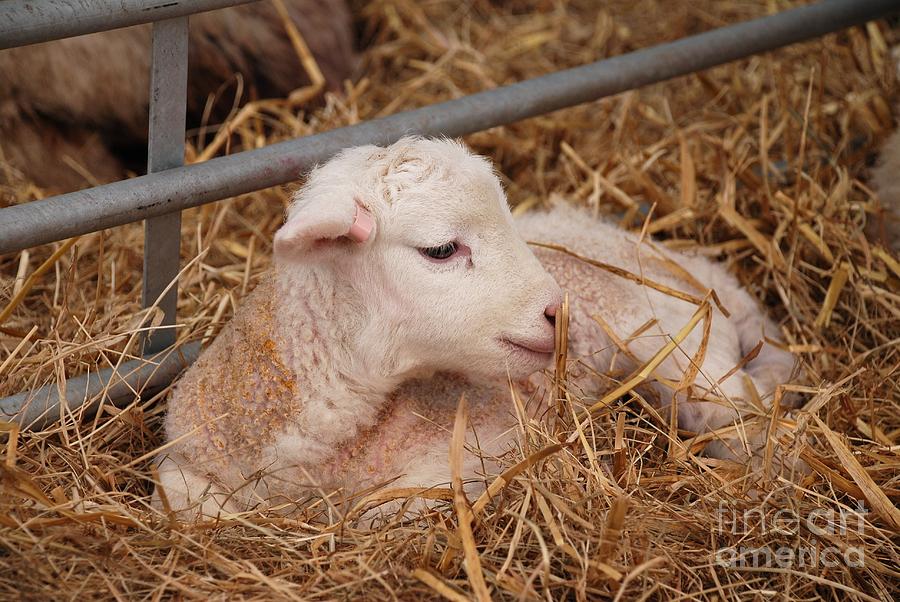 Baby lamb Photograph by David Fowler