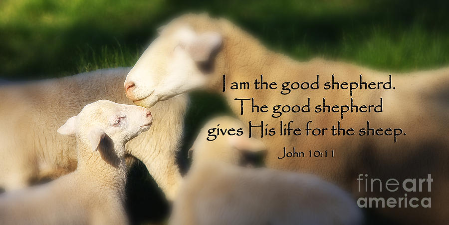 Baby Lamb With Scripture Photograph