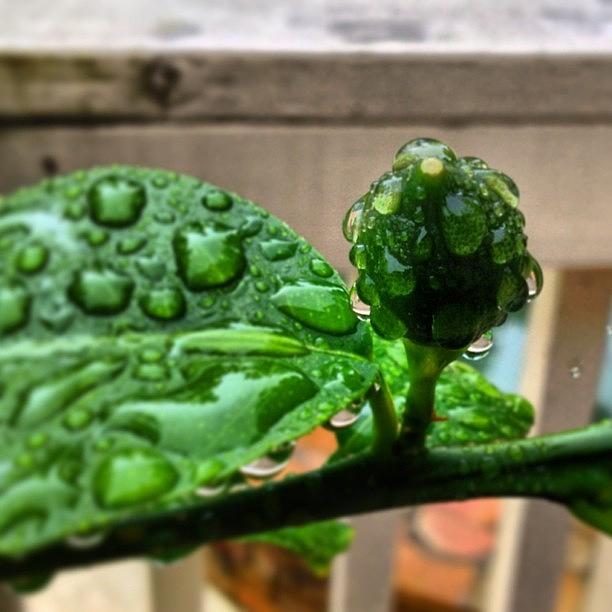 Spring Photograph - Baby Lemon Loves The Rain In Ga #spring by Mary Anne Payne