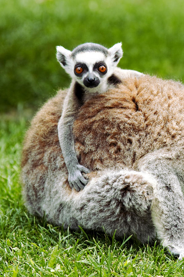 Baby Photograph - Baby lemur by Goyo Ambrosio Baby Photograph - Baby lemur by Goyo Ambrosio