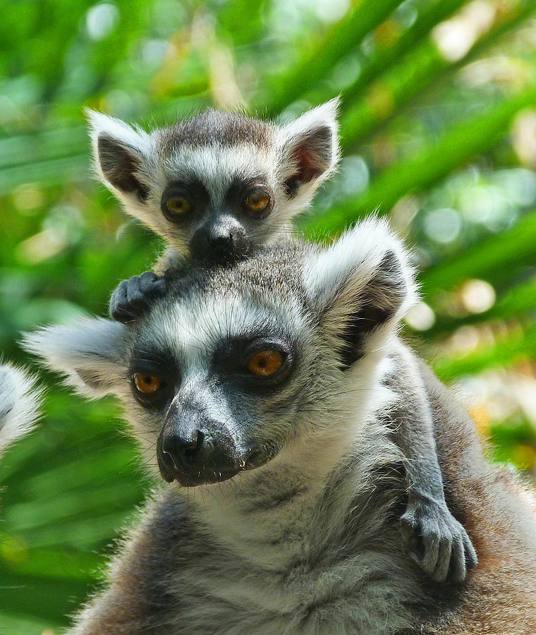 Wildlife Photograph - Baby Lemur Views The World by Margaret Saheed