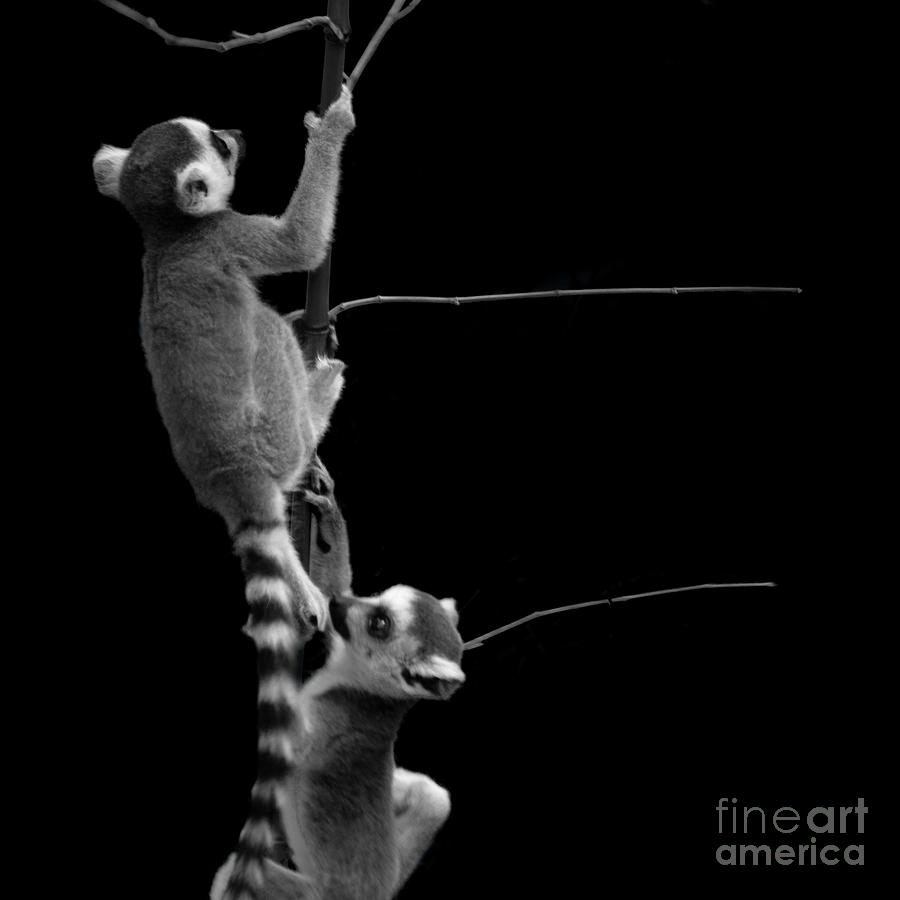 Baby lemurs escaping Photograph by Paul Davenport