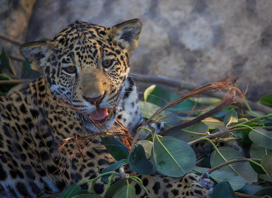 Baby Leopard Photograph by Matthew Onheiber
