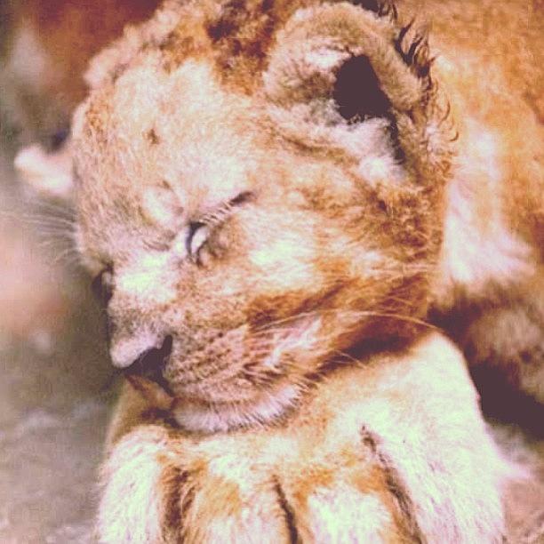Baby Lion Cub 💜💜💜 Photograph by Sophie D