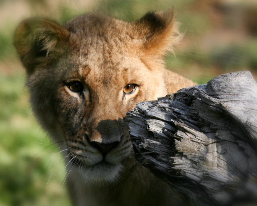 Baby Lion Photograph by Gigi Ebert