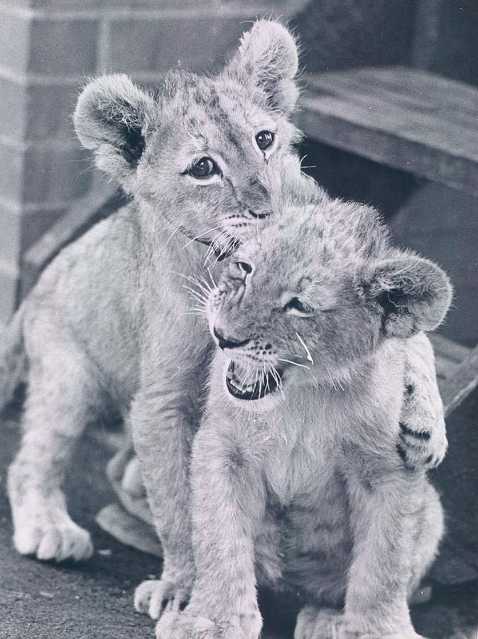 Baby Lions Photograph by Retro Images Archive