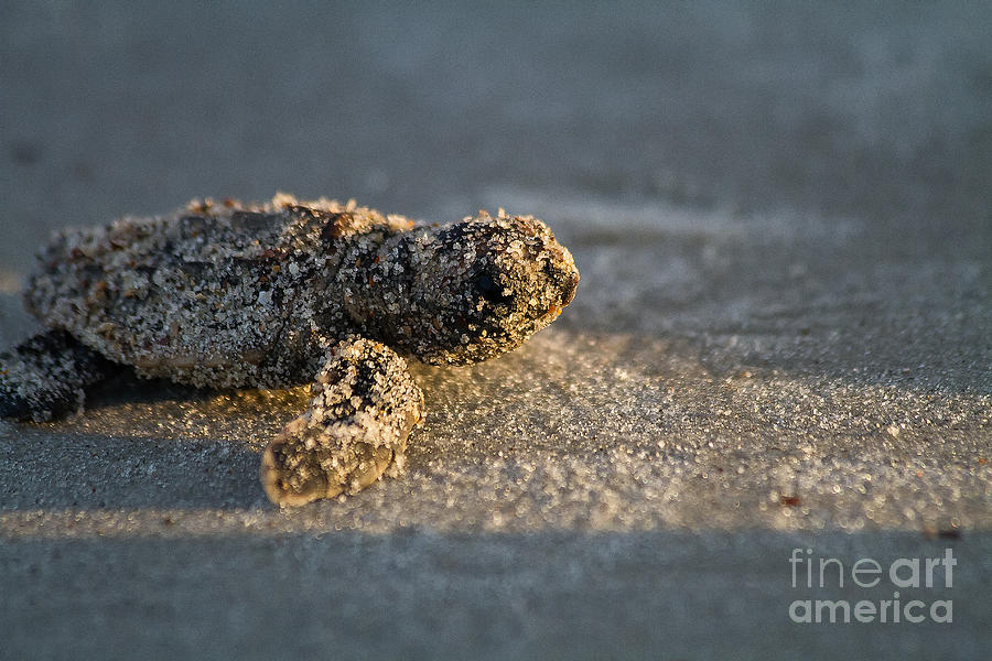 Baby Loggerhead Sea Turtle Amelia Island Florida Photograph by Dawna Moore Photography