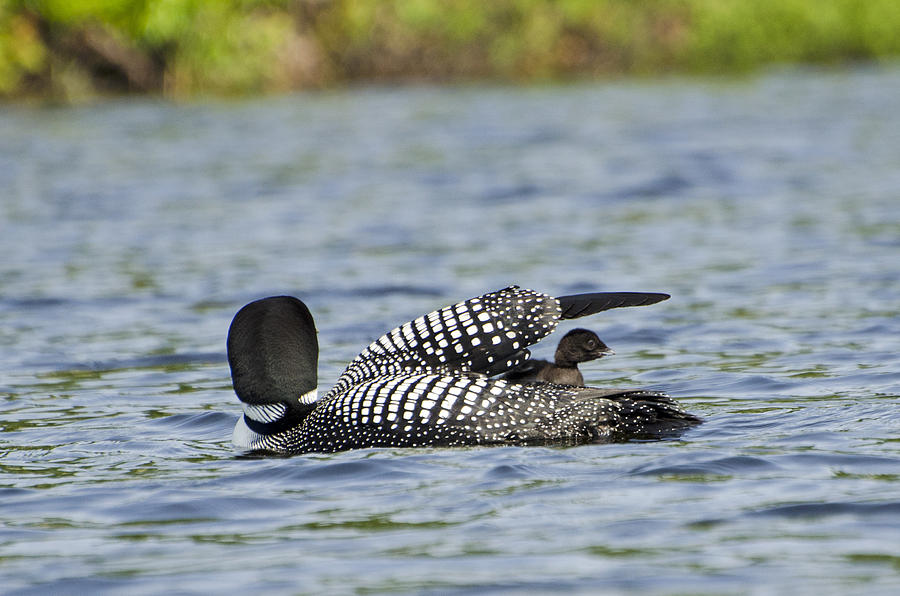 Baby Loon Goes For a Ride Photograph by Donna Doherty