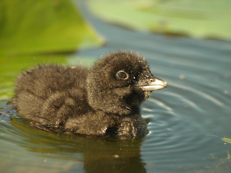 Bird Photograph - Baby Loon by James Peterson
