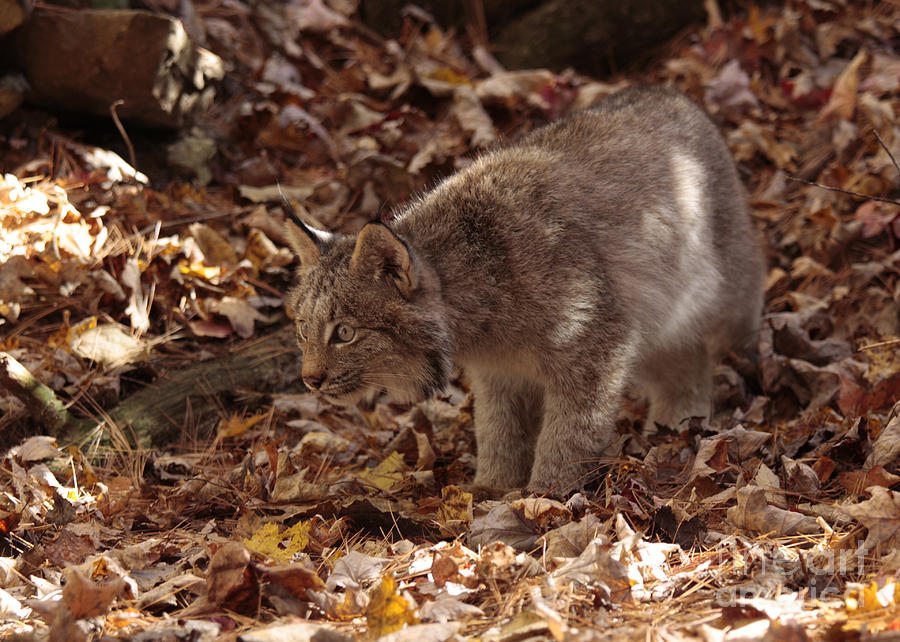 Baby Lynx Hunting in an Autumn Forest Photograph by Inspired Nature Photography Fine Art Photography