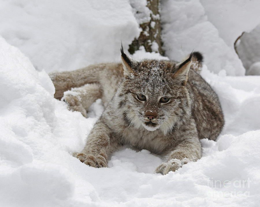 Winter Photograph - Baby Lynx in a Winter Snow Storm by Inspired Nature Photography Fine Art Photography