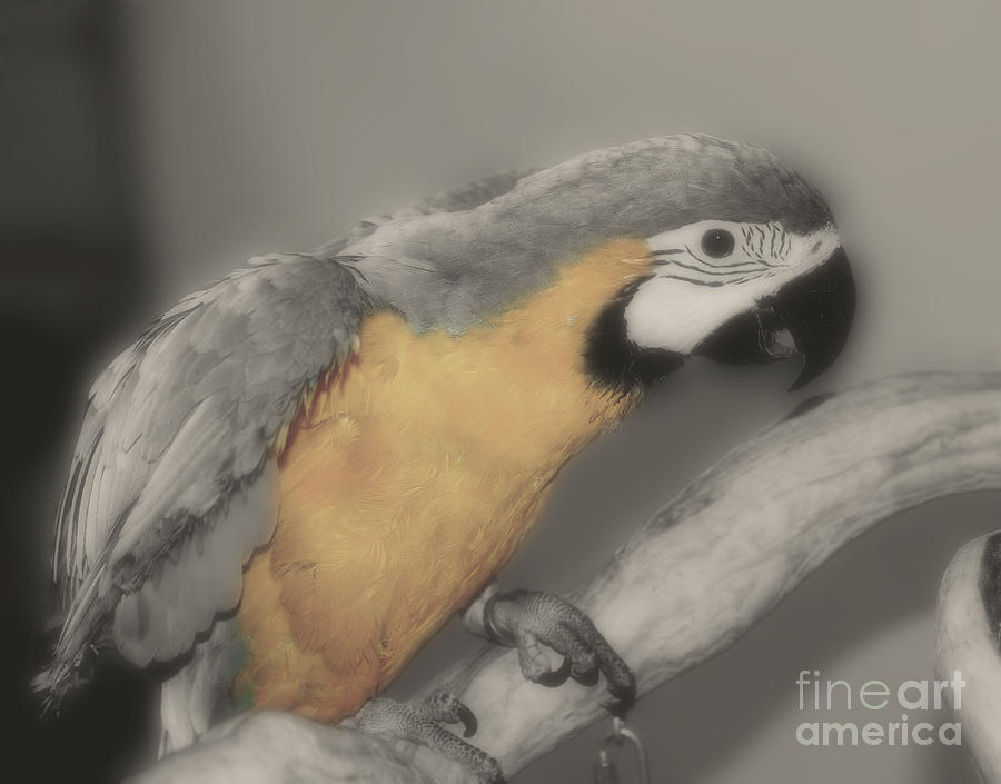 Baby Macaw Parrot Photograph by Smilin Eyes Treasures