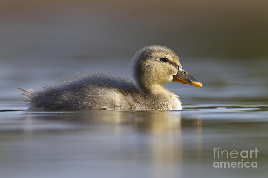 Duck Photograph - Baby Mallard by Bryan Keil