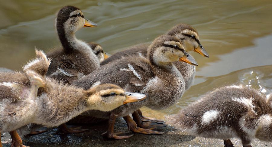 Duck Photograph - Baby Mallards by Todd Hostetter