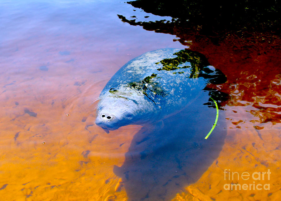 Nature Photograph - Baby Manatee 2 by Carey Chen