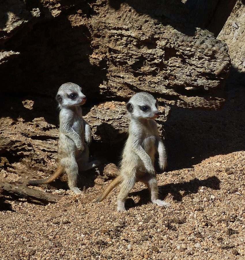 Baby Meerkats Exploring Their World Photograph by Margaret Saheed