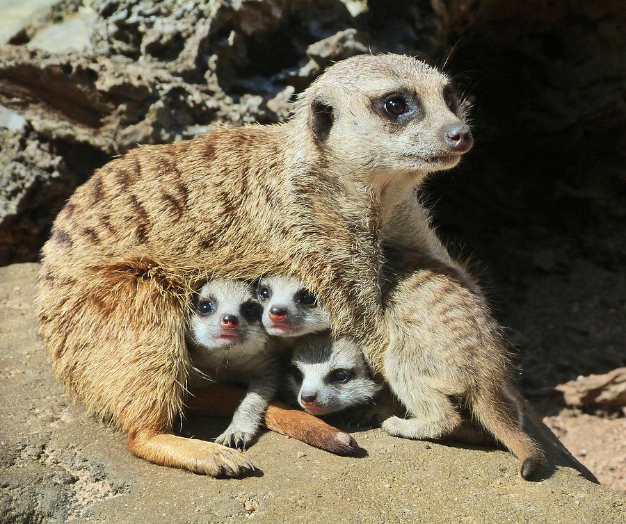 Baby Meerkats View The world Photograph by Margaret Saheed