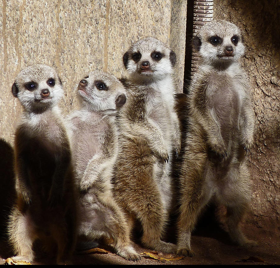 Meerkat Photograph - Baby Meerkats With Attitude by Margaret Saheed