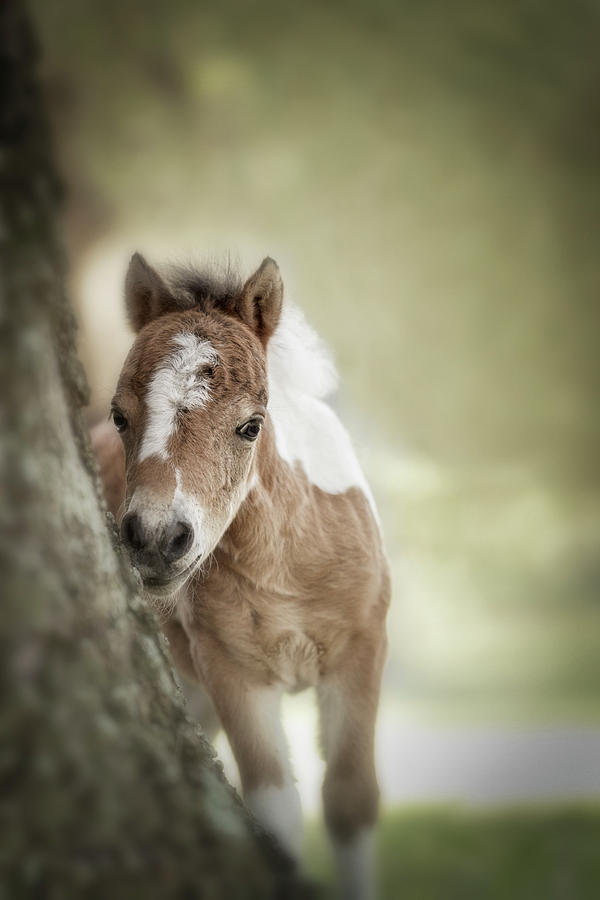 Baby Mini Pony