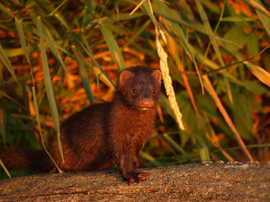 Baby Mink Photograph by James Peterson