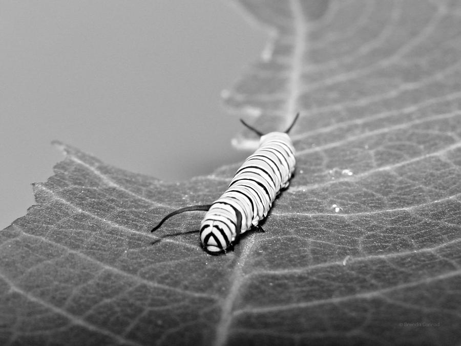Baby Monarch in Black and White Photograph by Dark Whimsy
