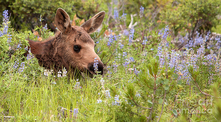 Wildlife Photograph - Baby moose 2 by Russell Smith
