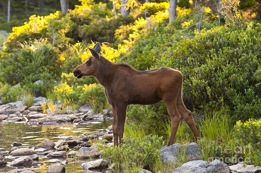 Baby Moose Baxter State Park Photograph by Glenn Gordon