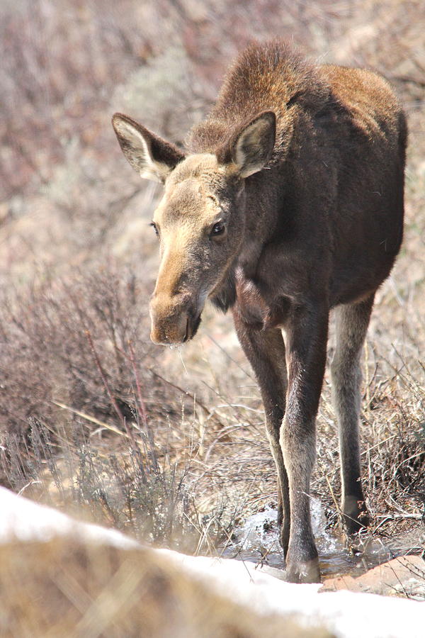 Yellowstone National Park Photograph - Baby Moose In Yellowstone.041914 by Brenda Boyer