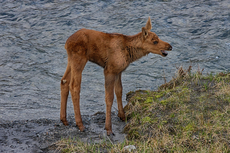 Baby Moose Photograph By John Haldane