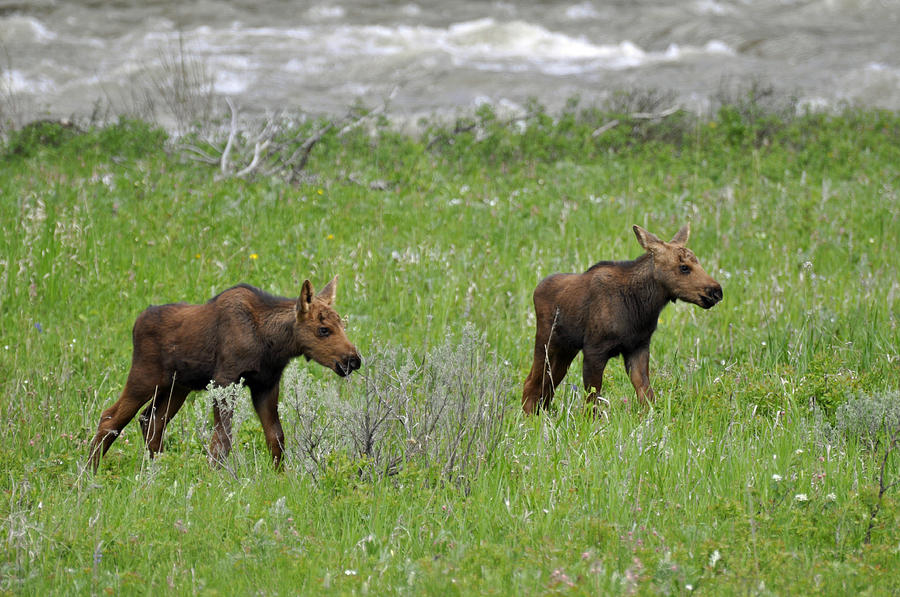 Baby Moose On the Banks of the Gallatin Photograph by Bruce Gourley