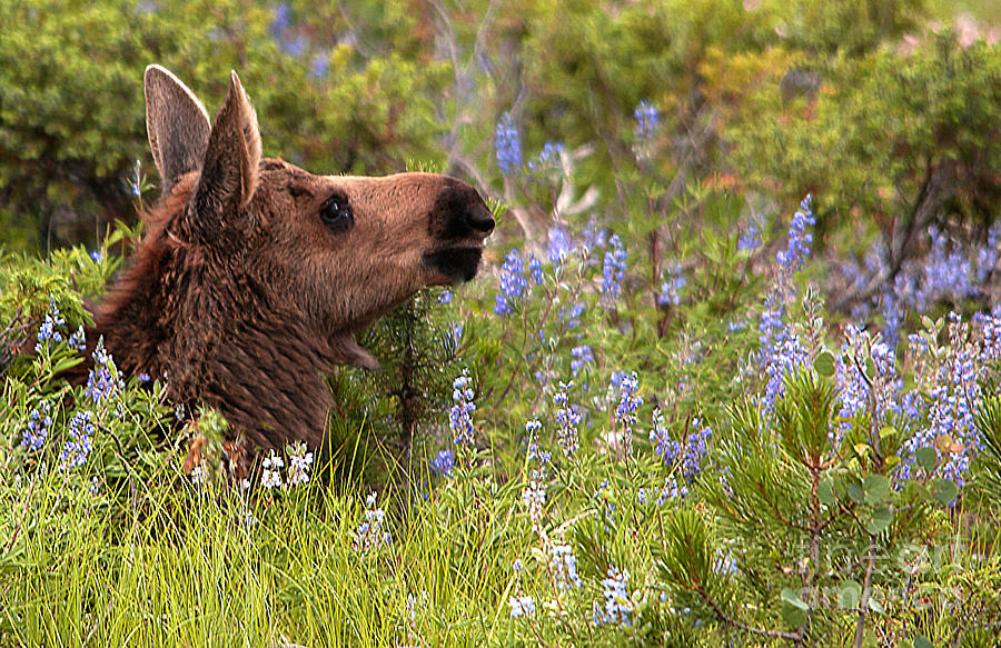 Wildlife Photograph - Baby moose with flowers by Russell Smith