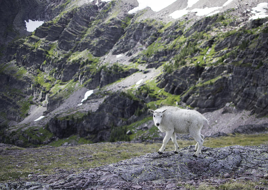 Baby Mountain Goat at Comeau Pass Photograph by Alex Blondeau