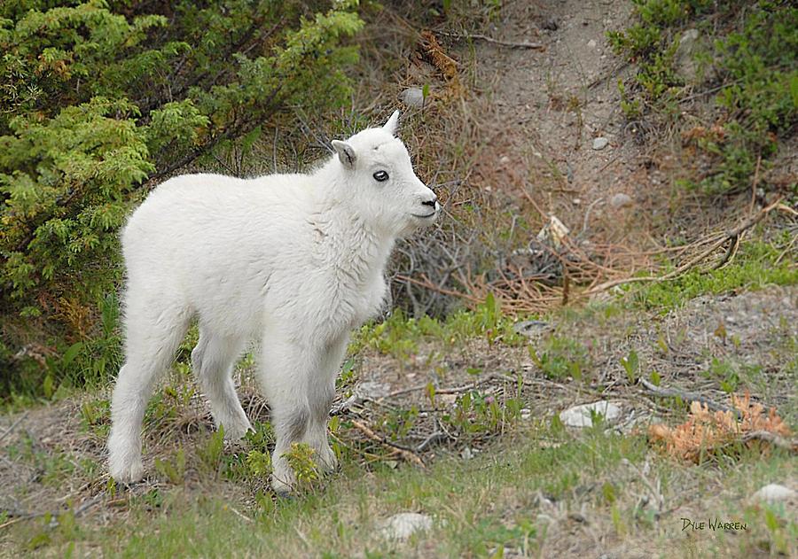 Baby Mountain Goat Photograph by Dyle   Warren