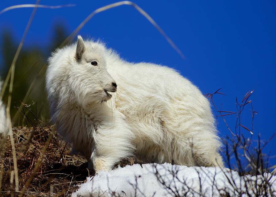 Baby Mountain Goat Photograph by Greg Norrell