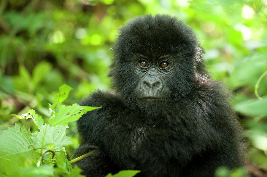 Baby Mountain Gorilla by Ariadne Van Zandbergen