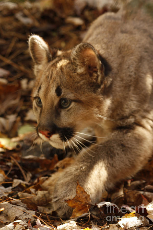 Baby Mountain Lion Stalking Prey Photograph by Inspired Nature