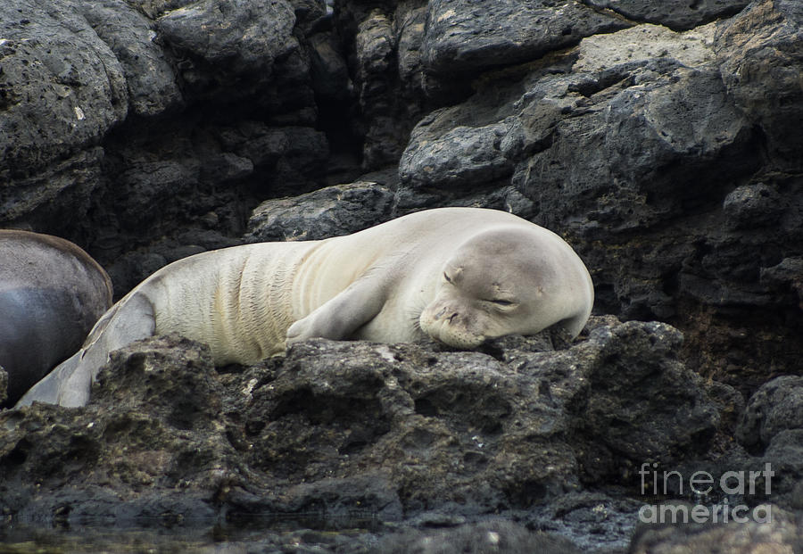 Oahu Photograph - Baby Munk Seal 5.1775 by Stephen Parker