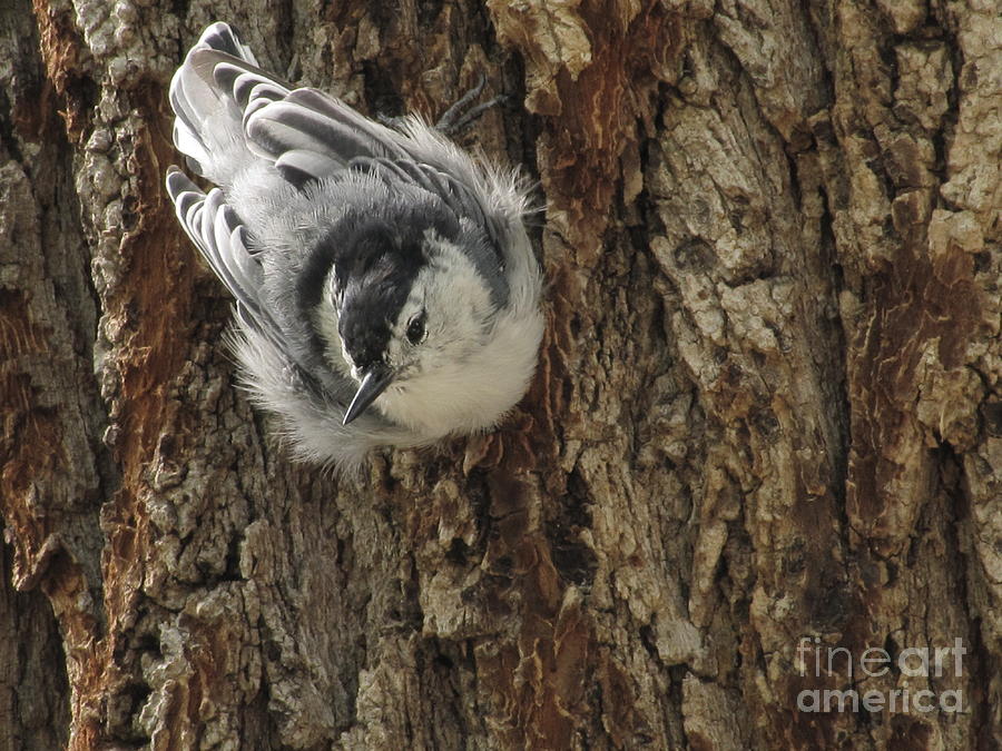 Baby Nuthatch Photograph by Marilyn Smith