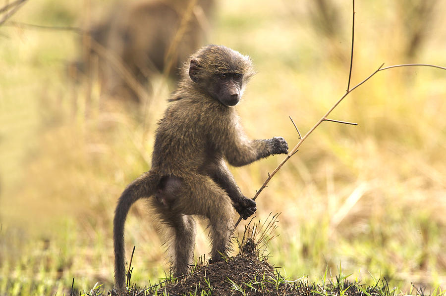 Baby Olive Baboon Photograph by Jean-Michel Labat