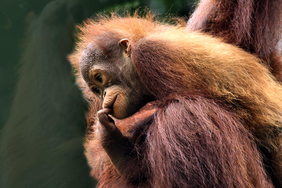  Baby Orangutan Borneo  Photograph by Carole Anne Fooks