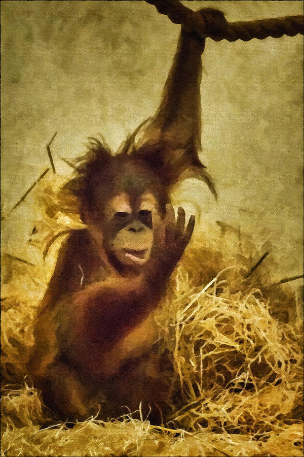 Baby Orangutan at the Denver Zoo Photograph by Priscilla Burgers