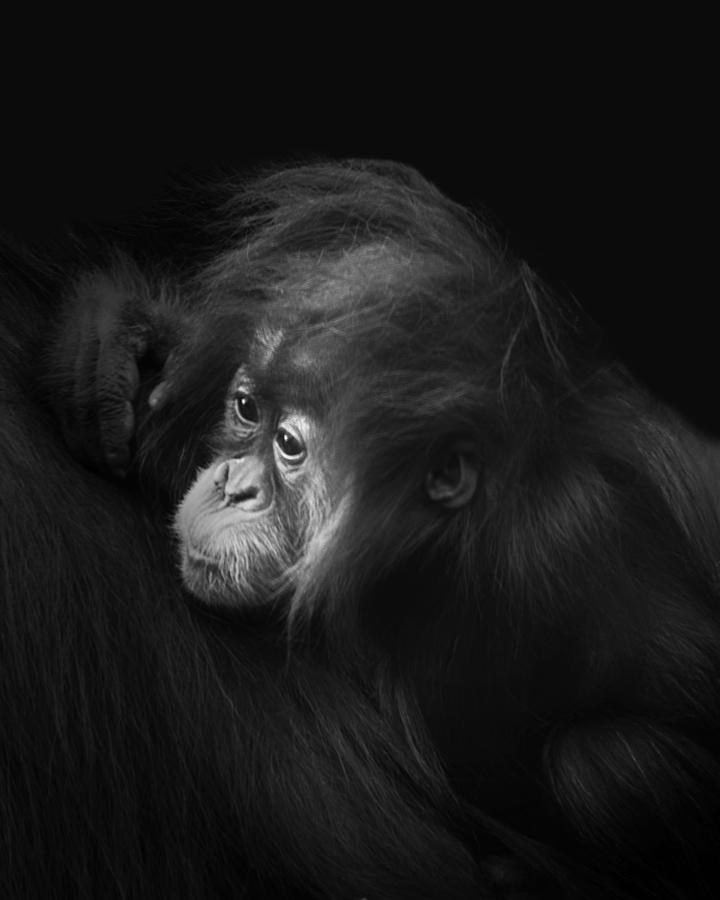 Baby Orangutan Photograph by Gigi Ebert
