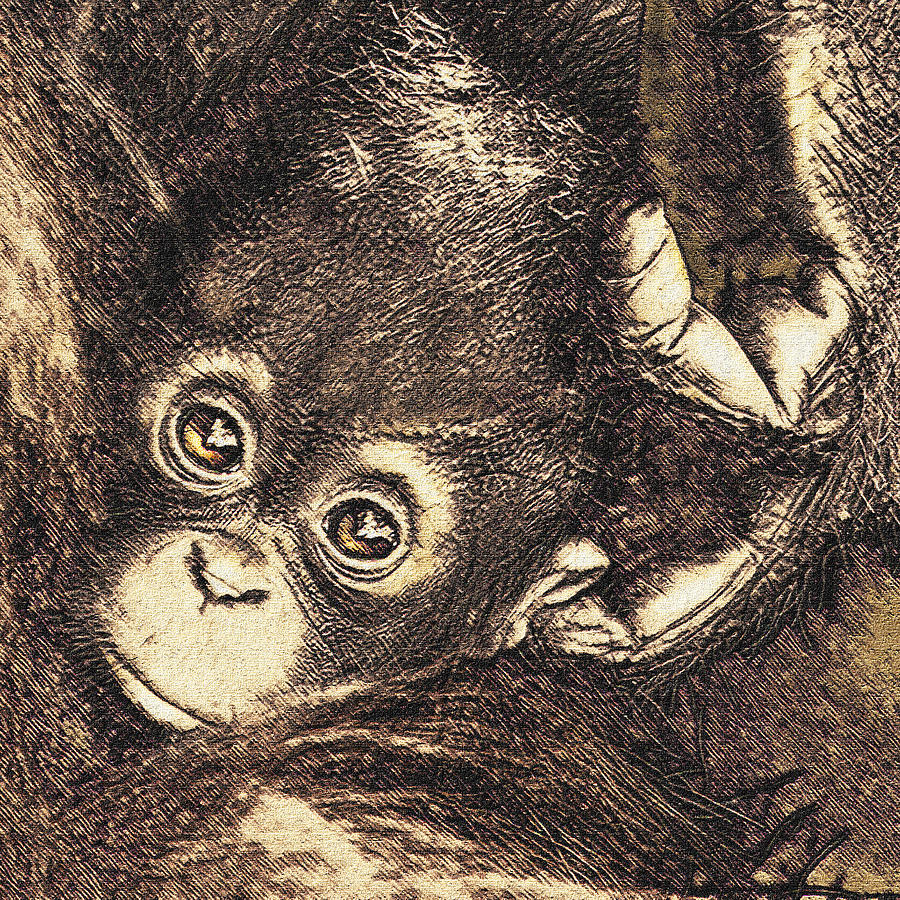 Wildlife Digital Art - Baby Orangutan by Jane Schnetlage