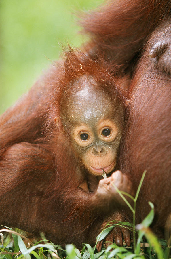 Baby Orangutan Photograph by M. Watson