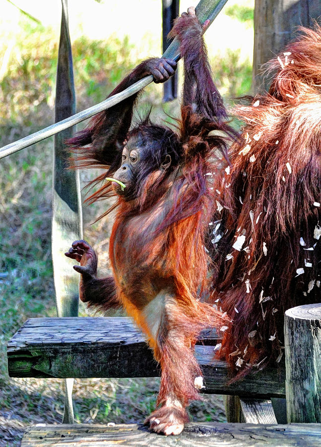 Baby Orangutan Photograph by Savannah Gibbs