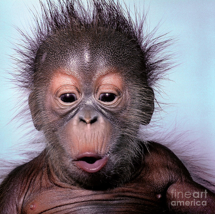 Baby Orangutan Photograph by Toni Angermayer