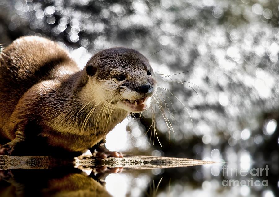 Baby Otter Photograph by Kym Clarke
