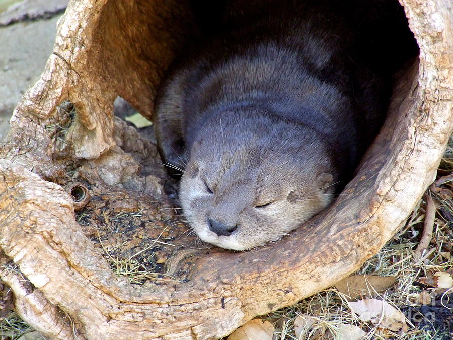 Baby Otter Photograph by Mary Deal