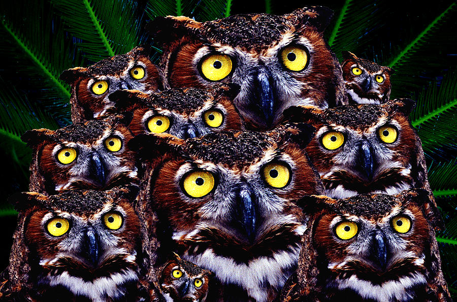 Owl Digital Art - Baby Owl in Crowd  by Fred Leavitt