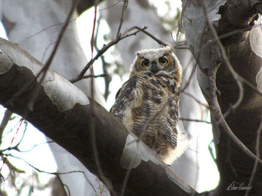 Baby Owl in Tree Photograph by Diana Haronis